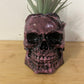 Pink Rose Skull (green plant)